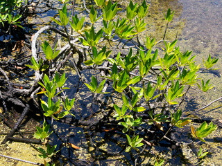 Big-leaf mangrove trees flood the mangrove forest