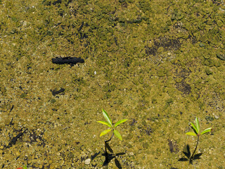 Big-leaf mangrove trees flood the mangrove forest