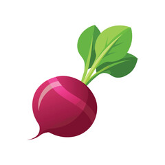 vector illustration of fresh radish