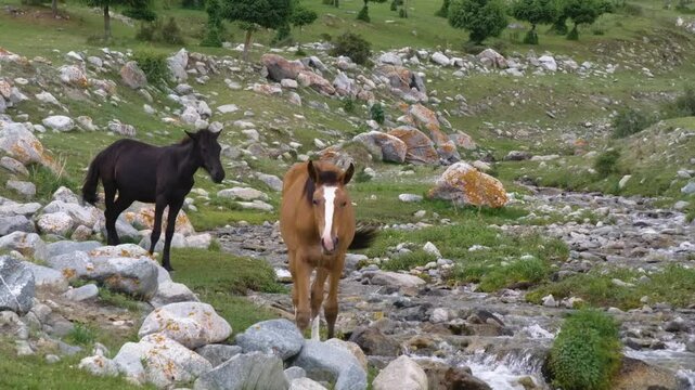 4K video of mules peacefully grazing across a rugged mountain field in Kyrgyzstan. A mix of donkey and horse, mules are sure-footed and resilient.