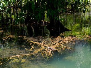 Green leaves and tree roots inhabit the pond's watery nature with plant reflections