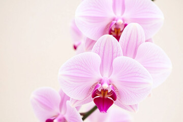 bunch of white and pink flowers on a white background