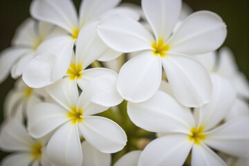 bunch of white flowers sitting on top of a table