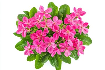 Overhead view of a plant with pink flowers and green leaves on white surface