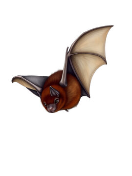 Serotine Bat (Eptesicus serotinus) - A detailed hand-drawn depiction, broad body, dark brown fur, and smooth wing structure, isolated on a clean white background