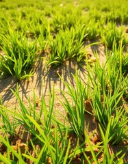 Fototapeta premium Vibrant green grass meets warm sandy ground under bright sunlight, ecology, summer, natural