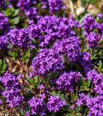Obraz premium Dense cluster of vibrant purple flowers forming a natural carpet, flower bed, petals, colorful