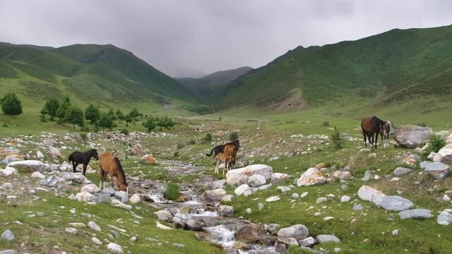 4K footage of two ponies navigating a rugged, rocky mountain landscape in Kyrgyzstan, captured in their native highland environment.
