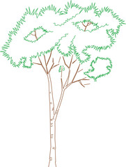 The Angsana tree is a fast-growing tropical tree known for its wide, spreading canopy and vibrant yellow flowers that bloom in bursts after rain.