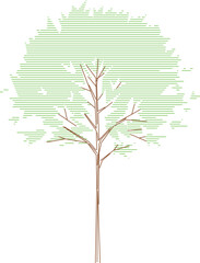 The Angsana tree is a fast-growing tropical tree known for its wide, spreading canopy and vibrant yellow flowers that bloom in bursts after rain.