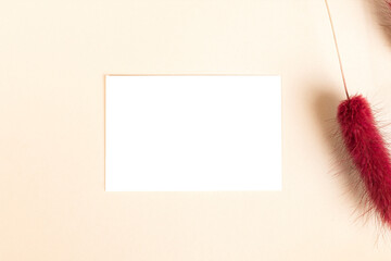 Dried Bunny Tail grass with card transparent png