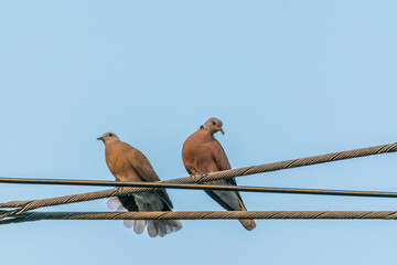 Bird (Dove, Pigeon or Disambiguation) in a city
