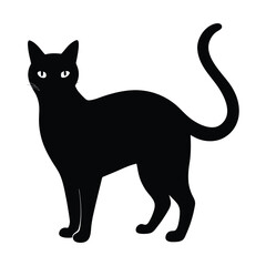 black cat on white background