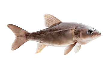 Obraz premium Fish is swimming in the water, isolated