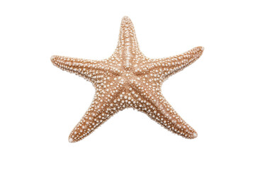 Starfish with white dots on it, isolated