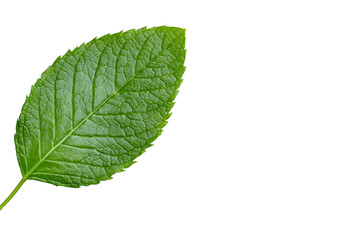 Obraz premium Leaf is shown on a white background, isolated