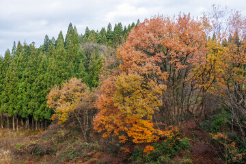 旅館の周囲の森林。
十日町の山奥の鄙びた温泉地の里山の風景。
美しい棚田も特徴的。
あいにくの小雨交じりだが、しっとりと雪国特有の雰囲気がある。
晩秋なので各所で紅葉が見られる。
新潟県十日町市 - 2024年12月1日
