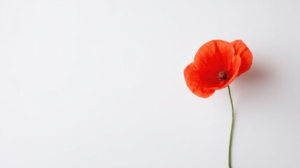 single poppy flower symbolizing memorial day isolated on pristine white background