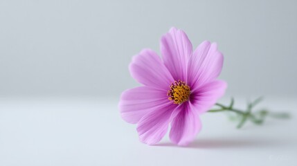 Fototapeta premium single vibrant flower arrangement rests on plain white surface showcasing its elegance against backdrop of blank tranquility