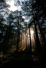Fototapeta premium Dim sunlight dappled on forest floor, thick cloud cover overhead, overcast, photography