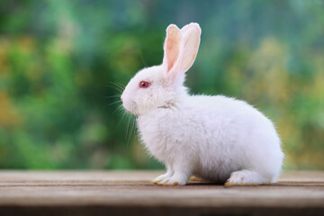 Bunny easter fluffy rabbit eating food, vegetables, carrots, baby corn on green garden nature flowers background on sunny day, Lovely mammal with bright eyes in nature life. Symbol of easter day.