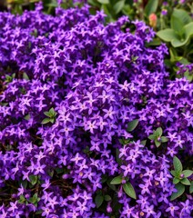 Dense purple flower carpet, vibrant blooms clustered together, ethereal, flower bed, peaceful