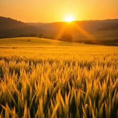Obraz premium Golden rice field bathed in warm sunset light, long shadows stretching across the landscape, sky, earth