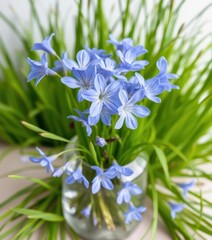 Naklejka premium Delicate blue campanula blossoms in a glass vase, accented by vibrant green grass, fresh, cut, photography