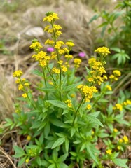 Obraz premium Bushy, upright weed with vibrant green leaves and clusters of tiny yellow flowers, wild plant, wild, foliage