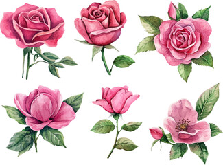 Realistic Watercolor Pink Rose – Garden-Inspired Flower Illustration