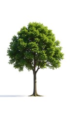 A green tree standing tall on white background.