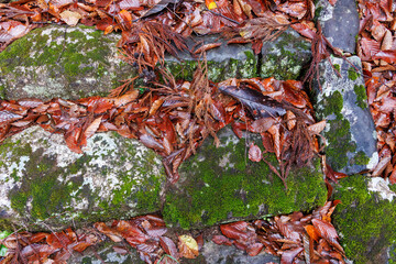 苔むした石段と赤い鳥居。
山間の小さな神社。
十日町の山奥の鄙びた温泉地の里山の風景。
美しい棚田も特徴的。
あいにくの小雨交じりだが、しっとりと雪国特有の雰囲気がある。
晩秋なので各所で紅葉が見られる。
新潟県十日町市 - 2024年12月1日
