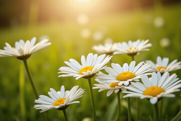 field of daisies in the sunlight © Ease Enjoy