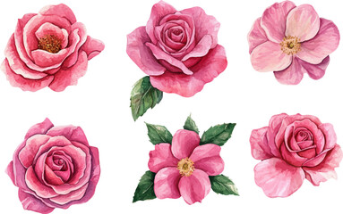 Naklejka premium Hand-Painted Pink Rose – Watercolor Floral Clipart
