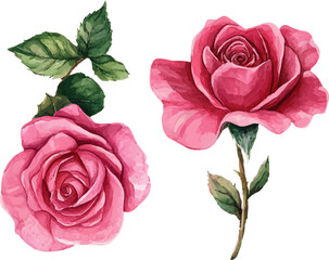 Naklejka premium Watercolor Pink Rose Petals