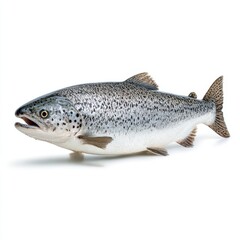 Naklejka premium Fresh whole fish close up shot on white background