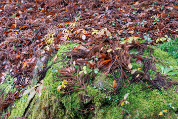 十日町の山奥の鄙びた温泉地の里山の風景。
美しい棚田も特徴的。
あいにくの小雨交じりだが、しっとりと雪国特有の雰囲気がある。
晩秋なので各所で紅葉が見られる。
新潟県十日町市 - 2024年12月1日
