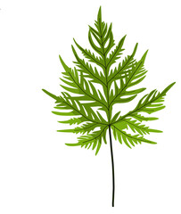 Artistic Beautiful troical green leaf issolated on white 