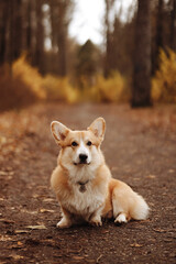 Cute corgi dog on a walk in autumn in the forest.