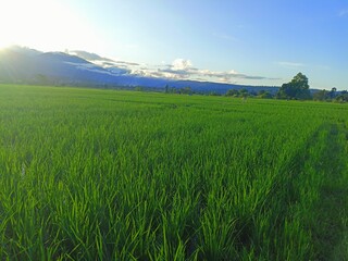 A sea of vibrant green rice stalks sways gently under a bright sky, meeting the hazy outline of distant mountains. The air feels fresh and the scene is one of peaceful natural beauty.