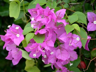 pink bougainvillea flowers in garden