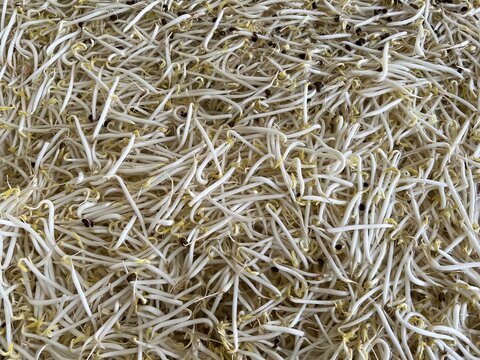 background with a bean sprout texture