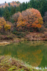 水鳥が泳ぐ美しい池。
十日町の山奥の鄙びた温泉地の里山の風景。
美しい棚田も特徴的。
あいにくの小雨交じりだが、しっとりと雪国特有の雰囲気がある。
晩秋なので各所で紅葉が見られる。
新潟県十日町市 - 2024年12月1日
