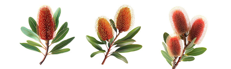 banksia flowers on transparent background, botanical illustration.