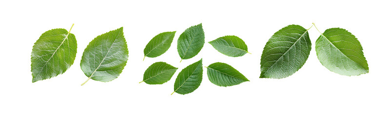 green leaves isolated on white background.