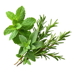 fresh mint and rosemary isolated on white background
