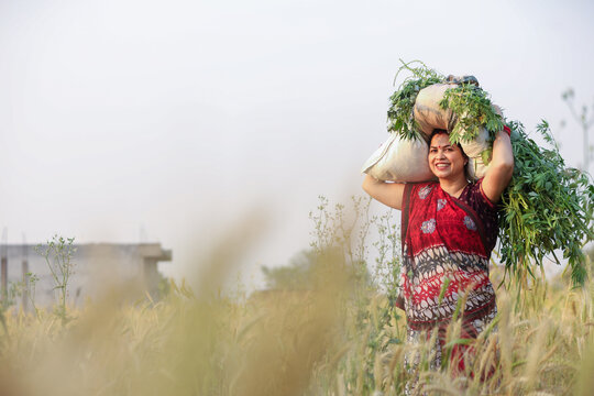 Young indian female farmer working at agriculture field together. Rural india.