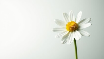 Naklejka premium Single chamomile bloom, pristine white backdrop, isolated, natural