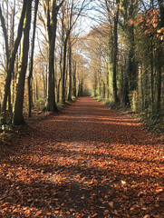 Obraz premium Autumn Forest Path A Sunlit Walk Through Fallen Leaves