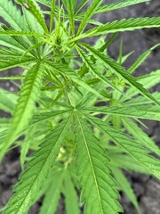cannabis plant growing in the garden